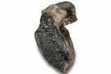 Bargain, Fossil Dinosaur Vertebra - Montana #316931-3